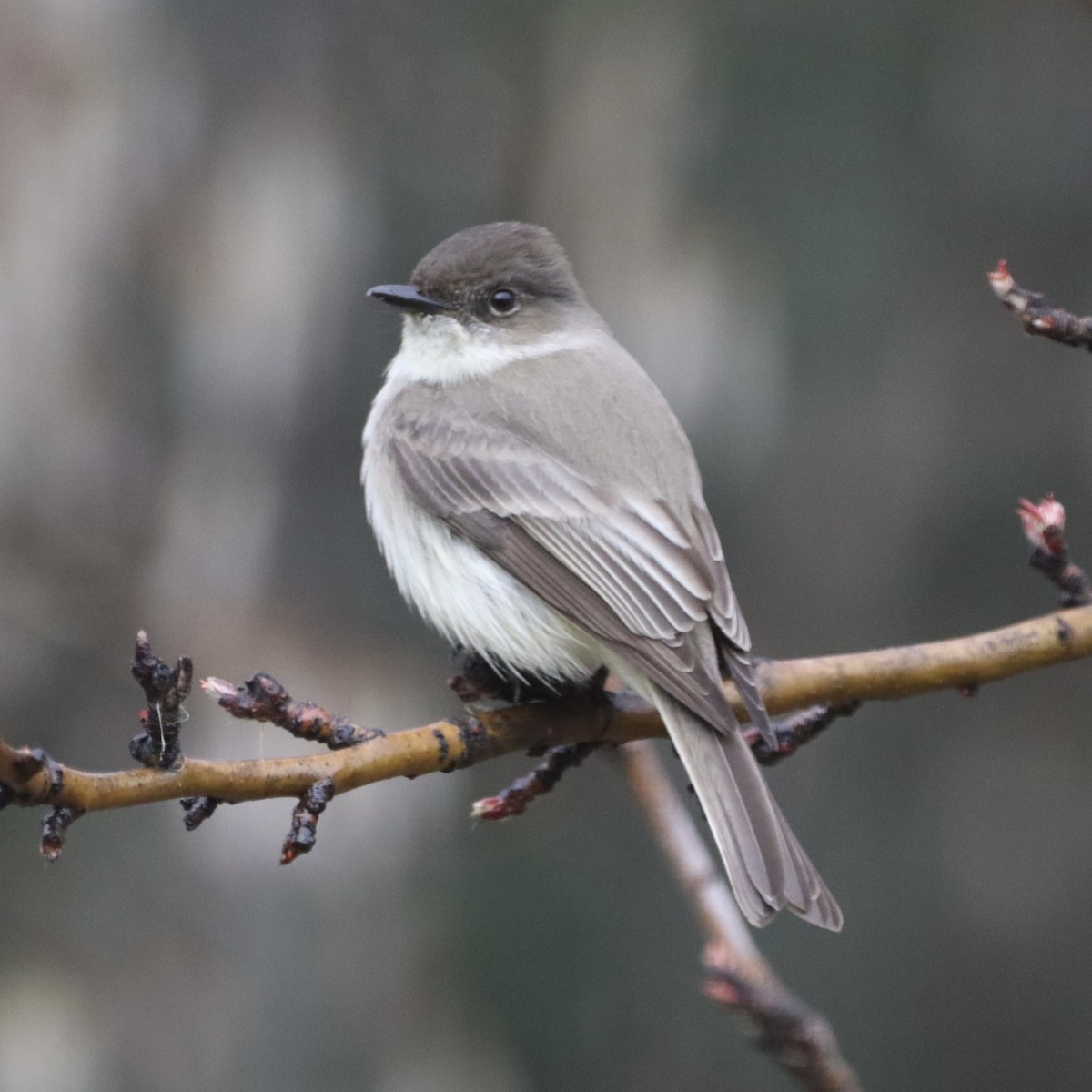 Eastern Phoebe - Denise Chambers