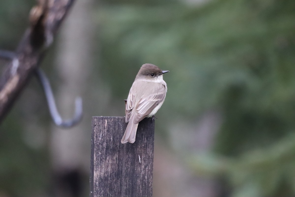 Eastern Phoebe - Denise Chambers