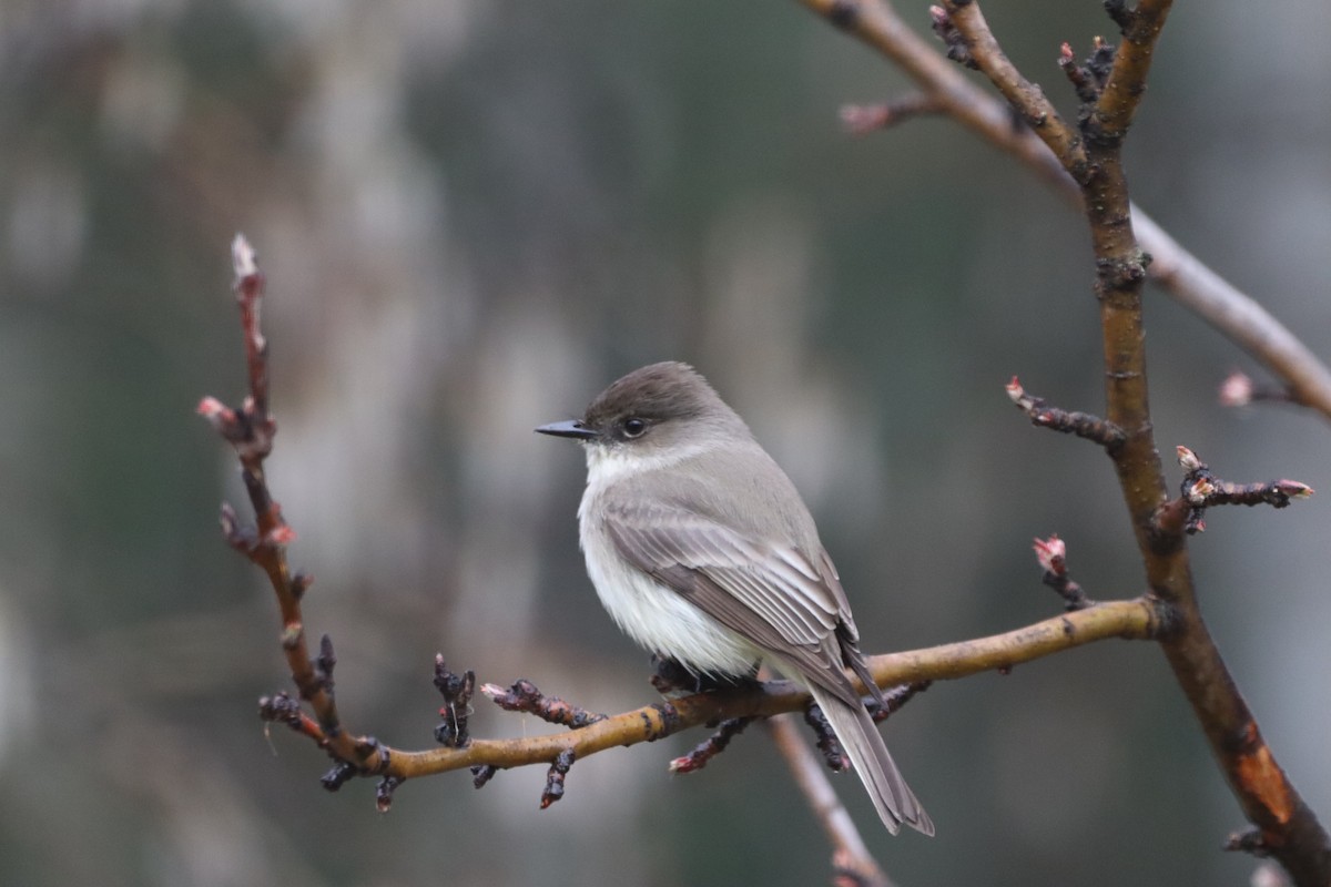 Eastern Phoebe - ML618329616