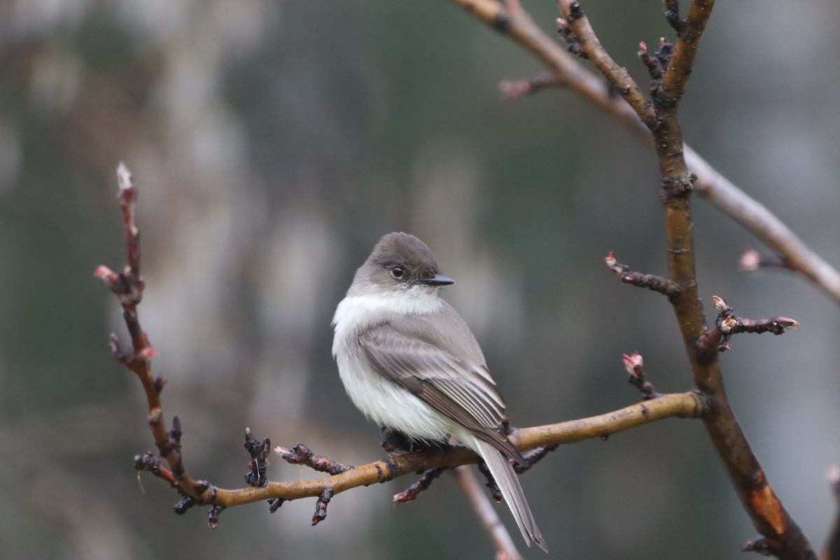 Eastern Phoebe - ML618329617