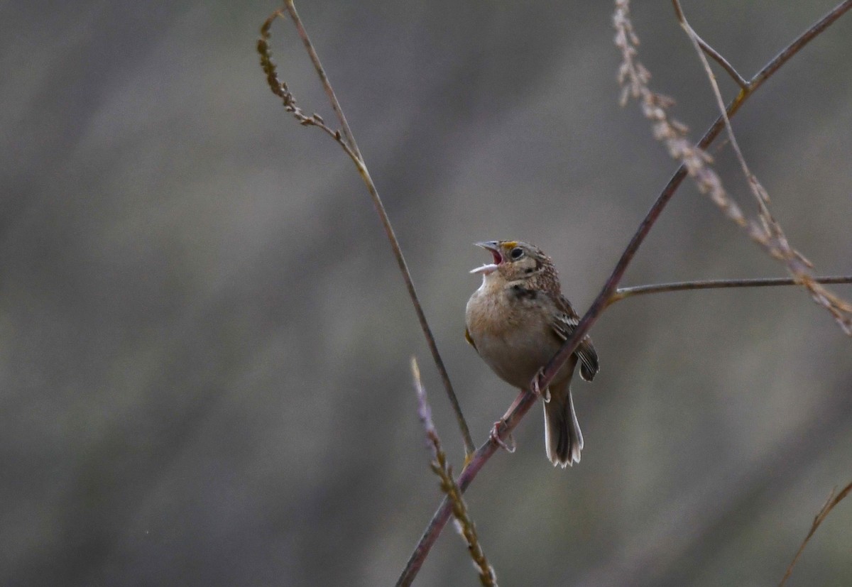 Grasshopper Sparrow - ML618329652