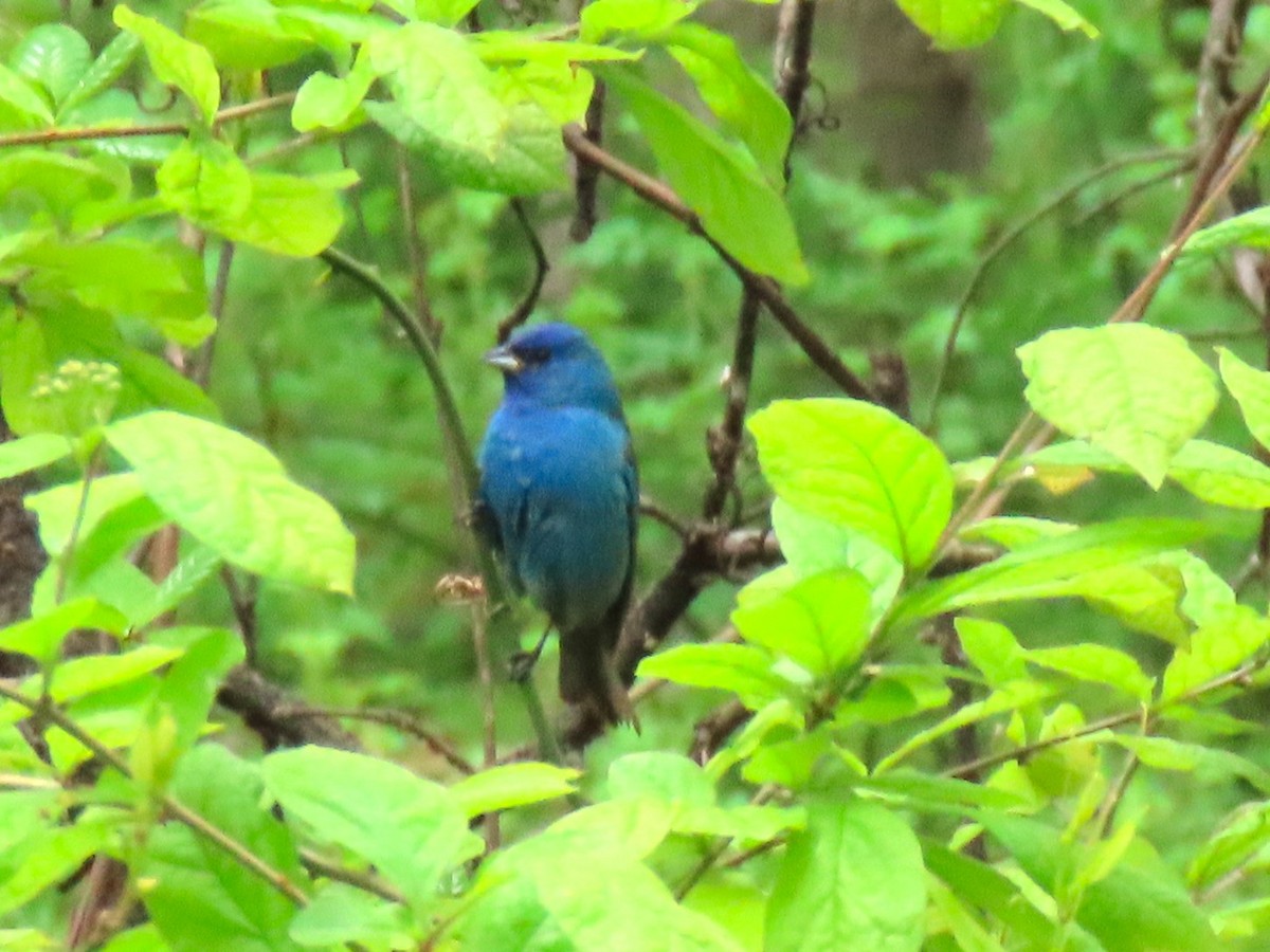 Indigo Bunting - ML618329674