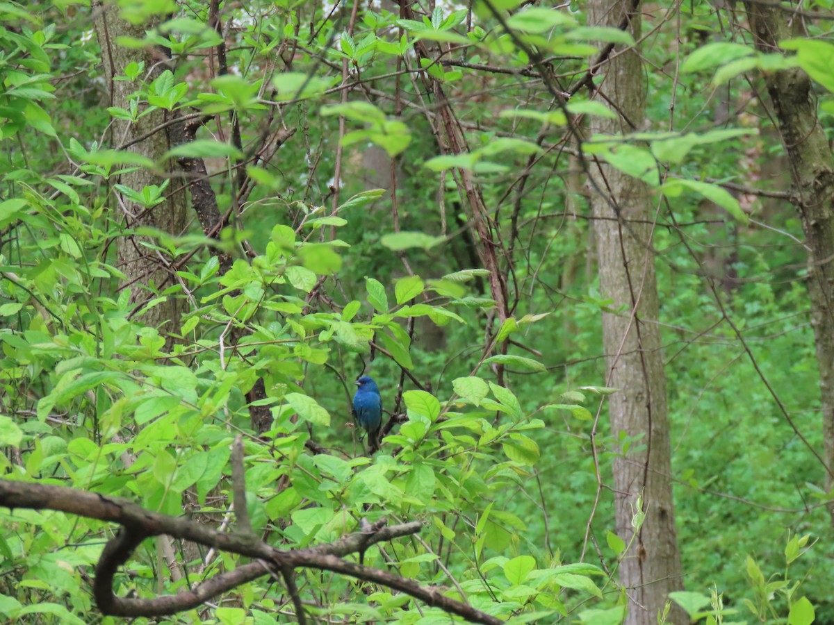 Indigo Bunting - John Gaglione