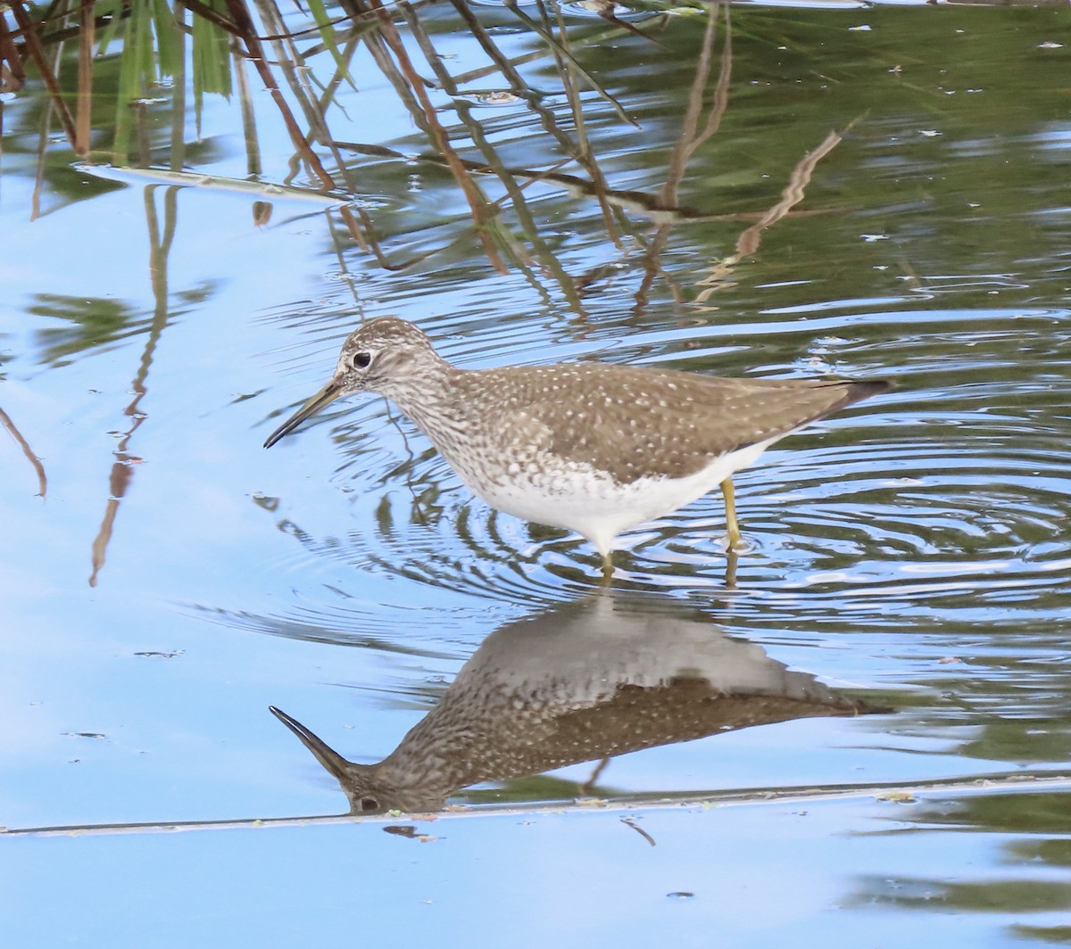 Solitary Sandpiper - Linda Swanson