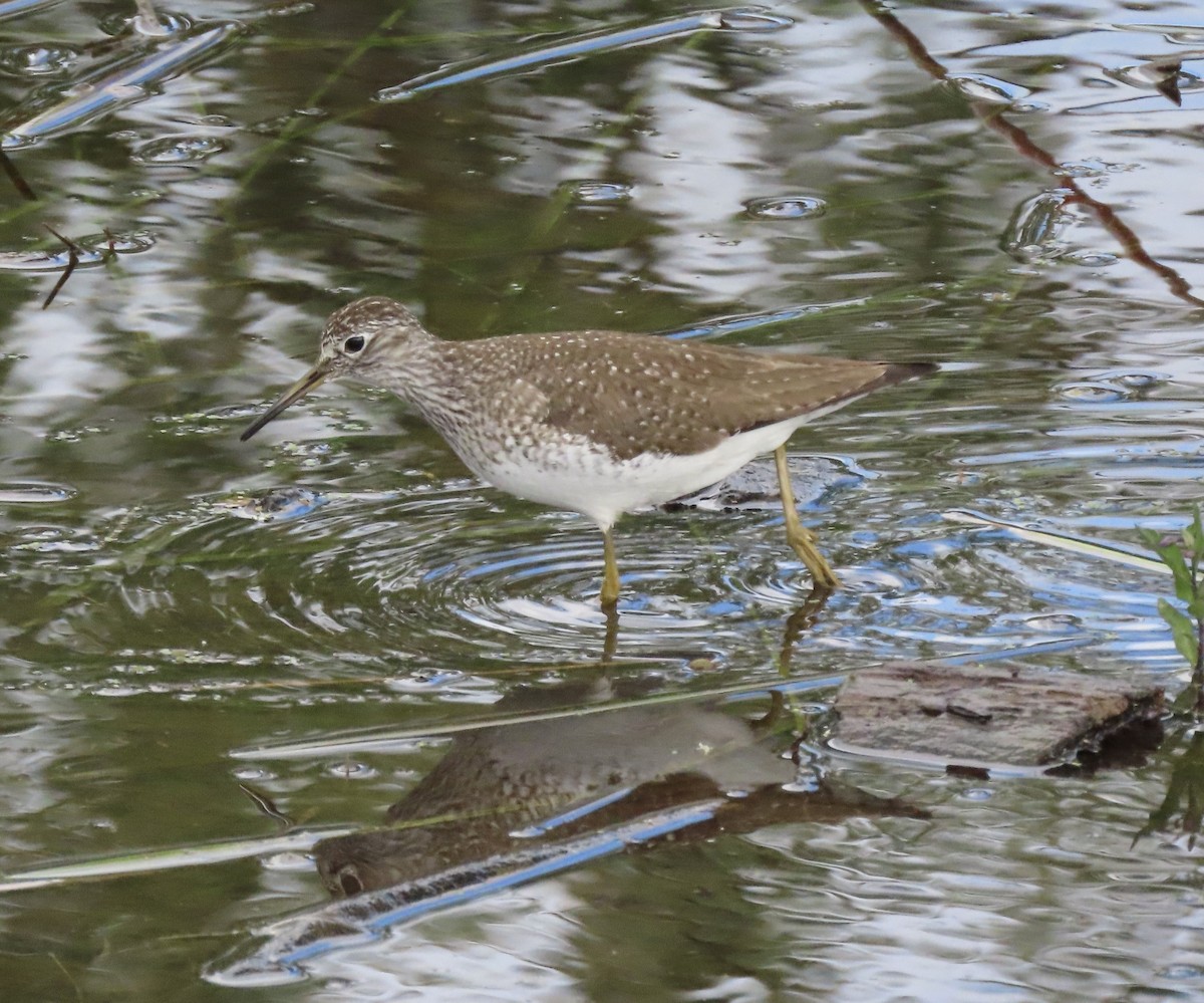 Solitary Sandpiper - ML618329700