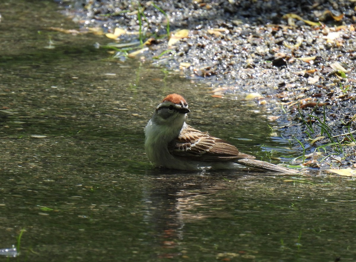 Chipping Sparrow - Cathy Weiner