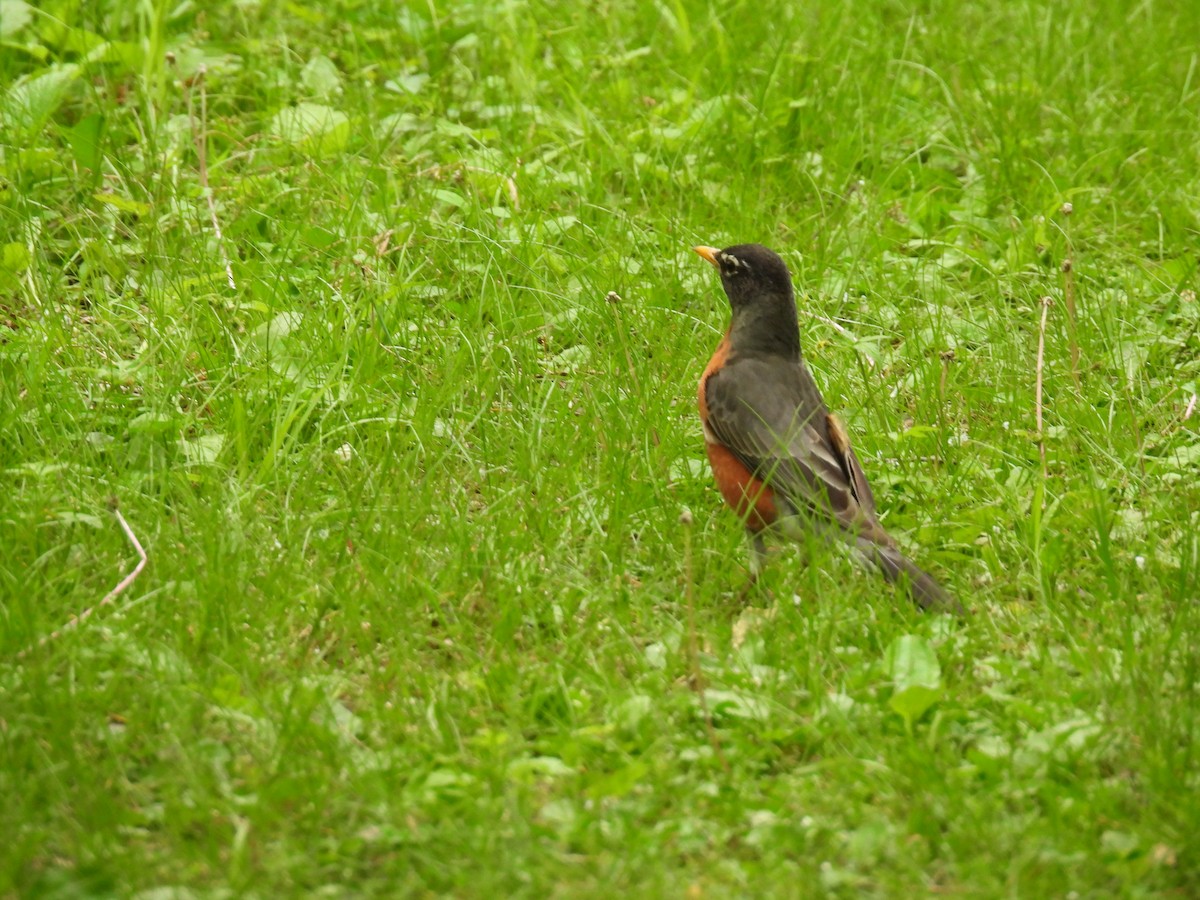 American Robin - ML618329713