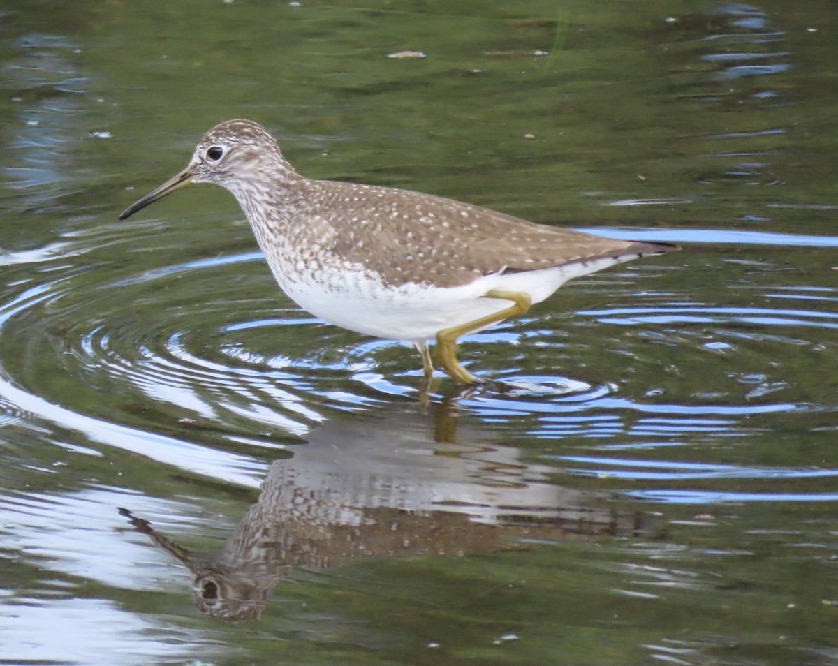 Solitary Sandpiper - ML618329715