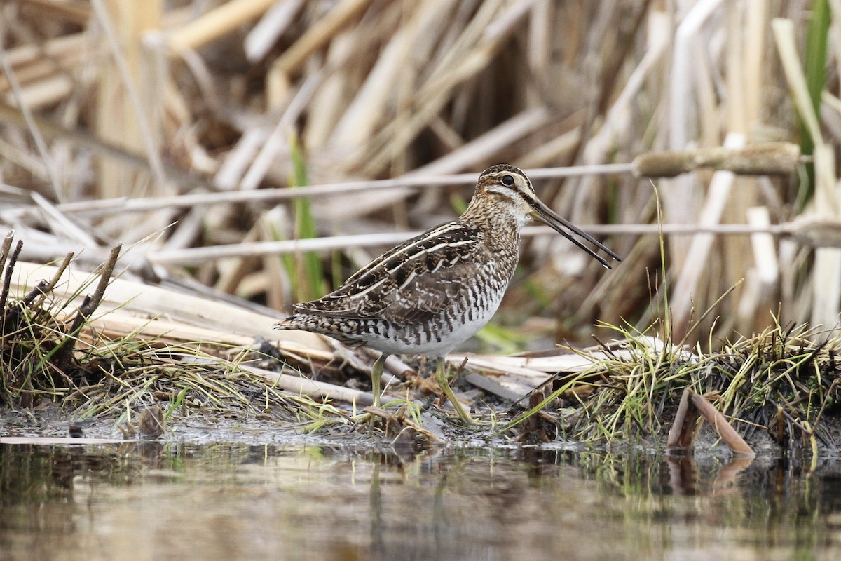 Wilson's Snipe - ML618329720