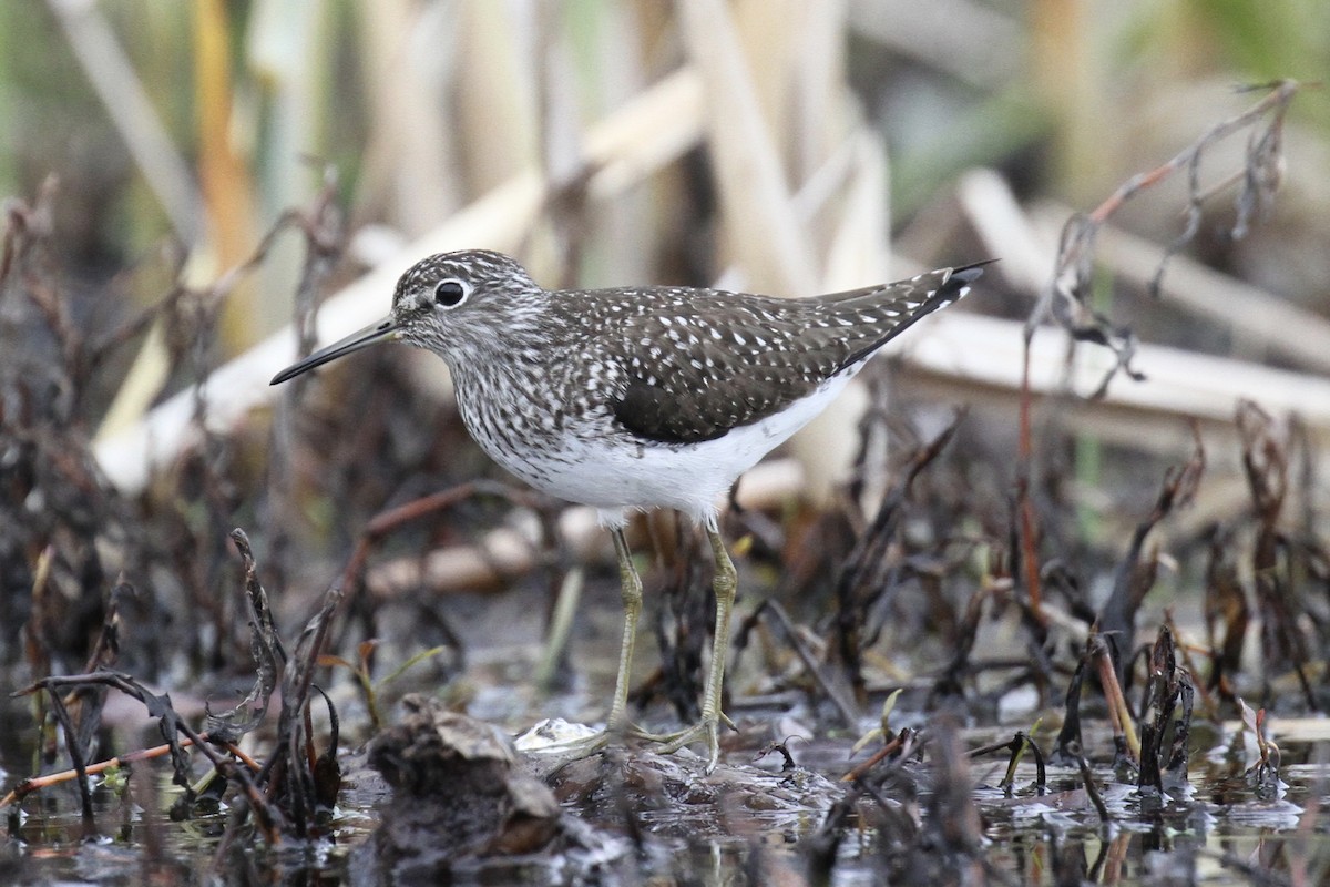 Solitary Sandpiper - ML618329737