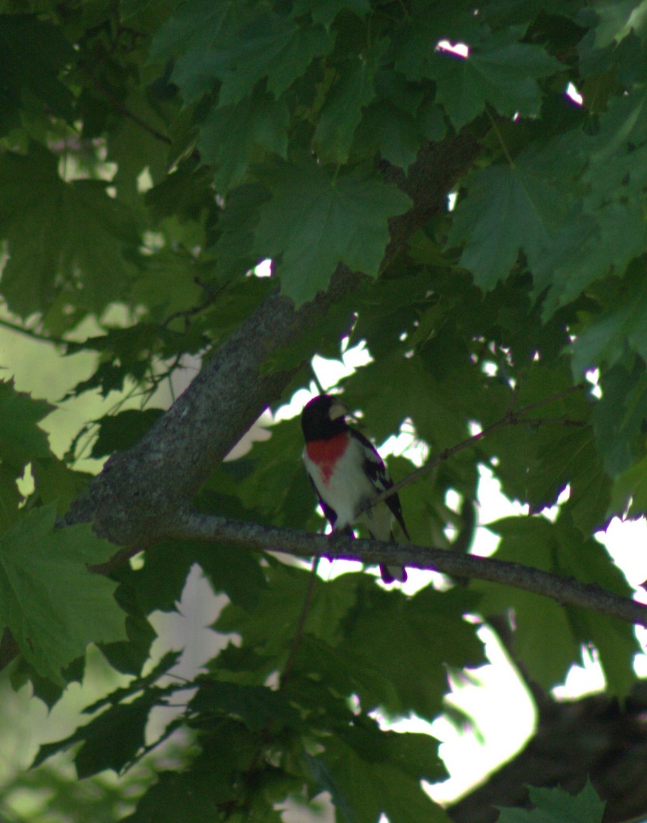 Rose-breasted Grosbeak - ML618329780