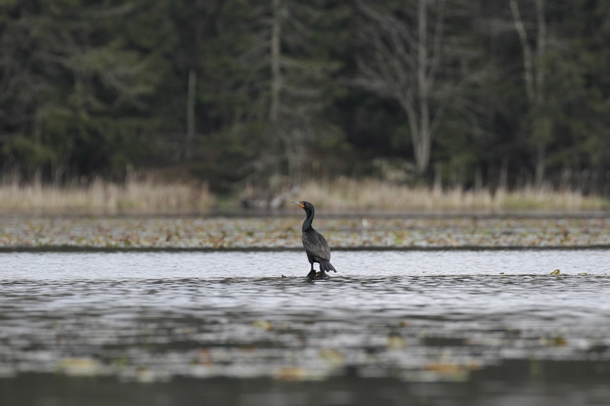 Double-crested Cormorant - ML618329782