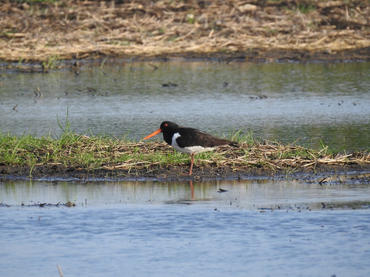 Eurasian Oystercatcher - ML618329793