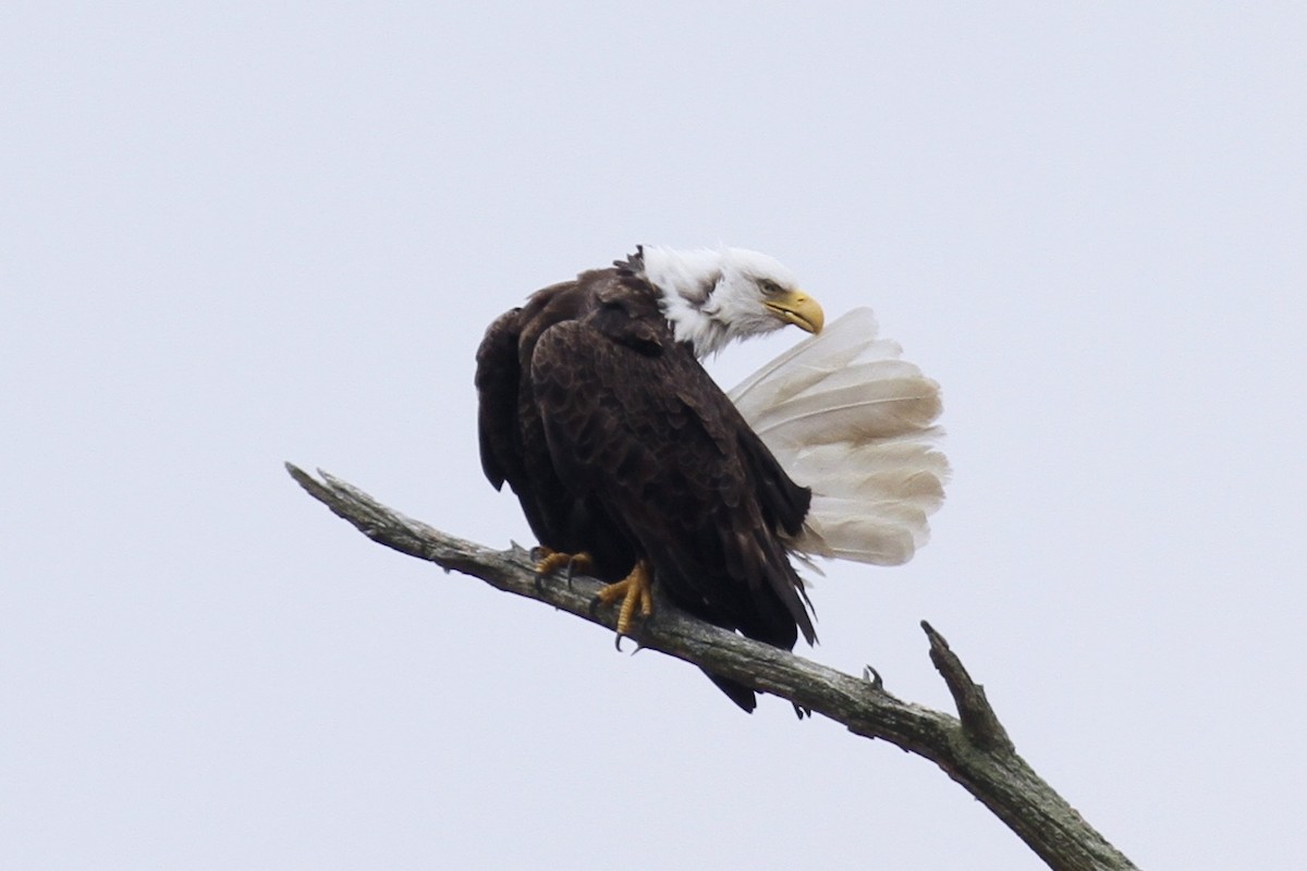 Weißkopf-Seeadler - ML618329810