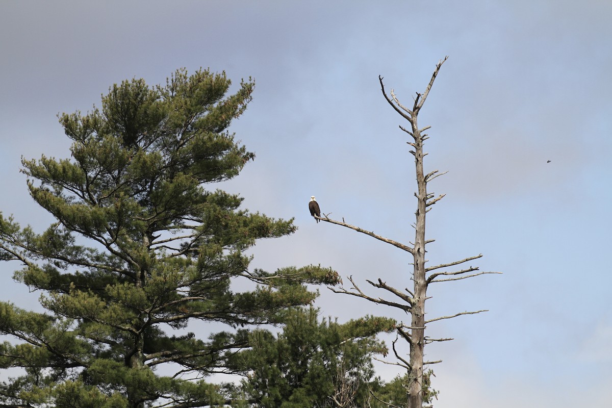 Weißkopf-Seeadler - ML618329811