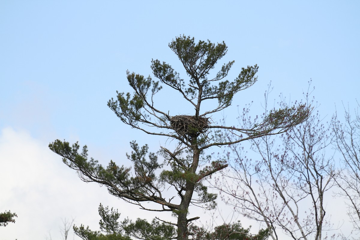 Bald Eagle - ML618329812