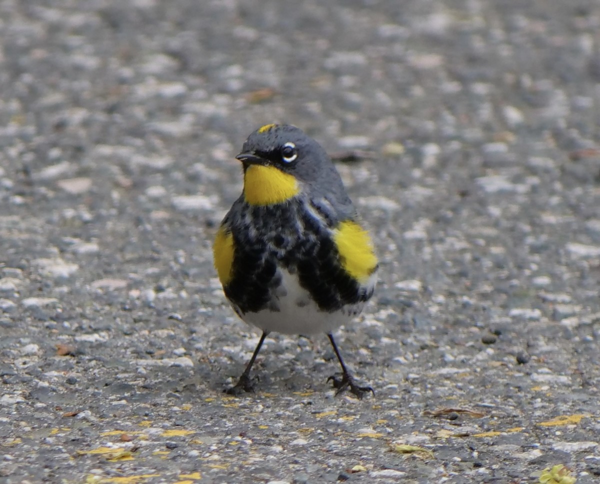 Yellow-rumped Warbler - Jan Bryant