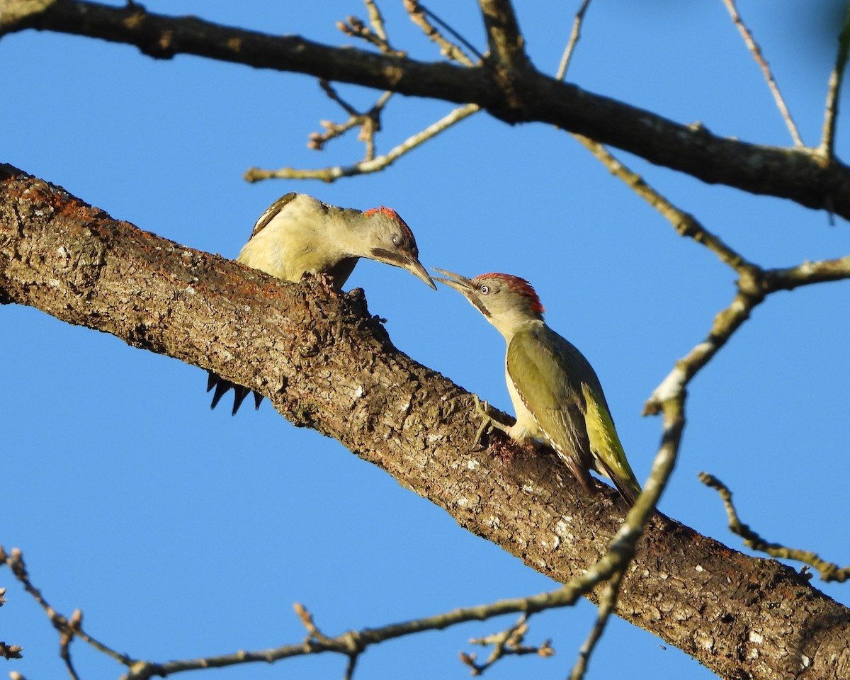 Iberian Green Woodpecker - Neko _