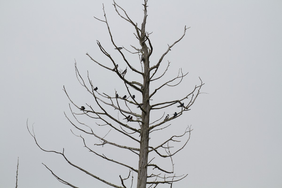 Tree Swallow - Julie Filiberti