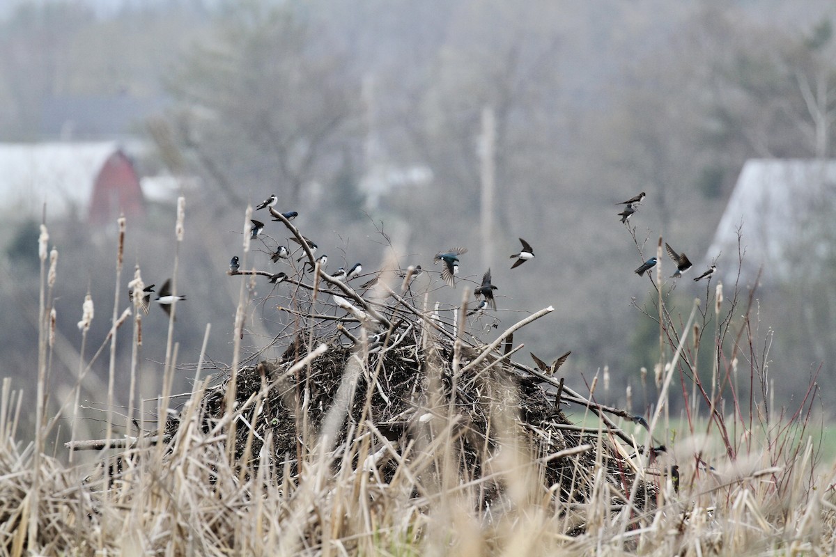 Tree Swallow - ML618329841