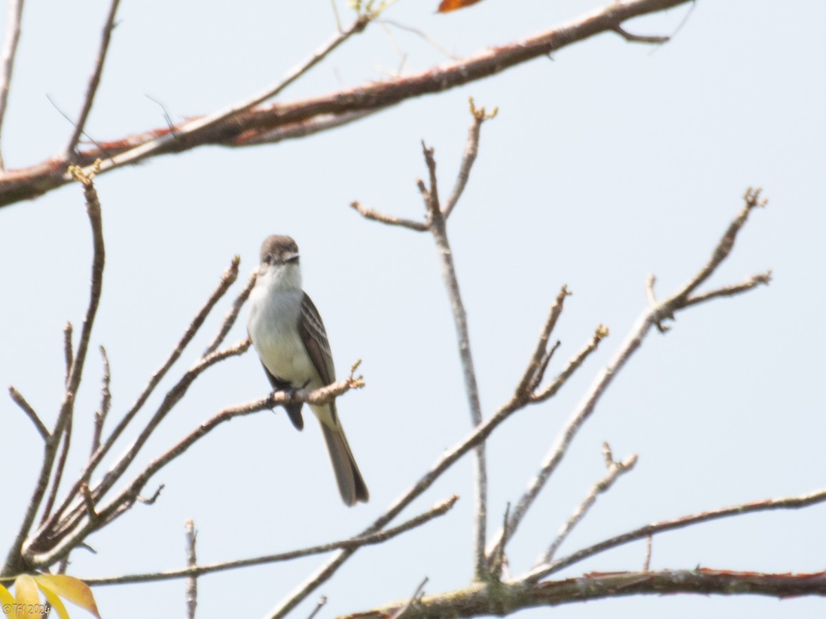 La Sagra's Flycatcher - T I