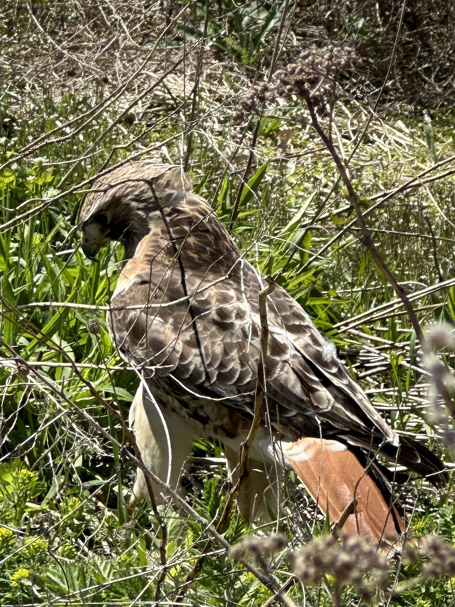 Red-tailed Hawk - Helen Desjardins
