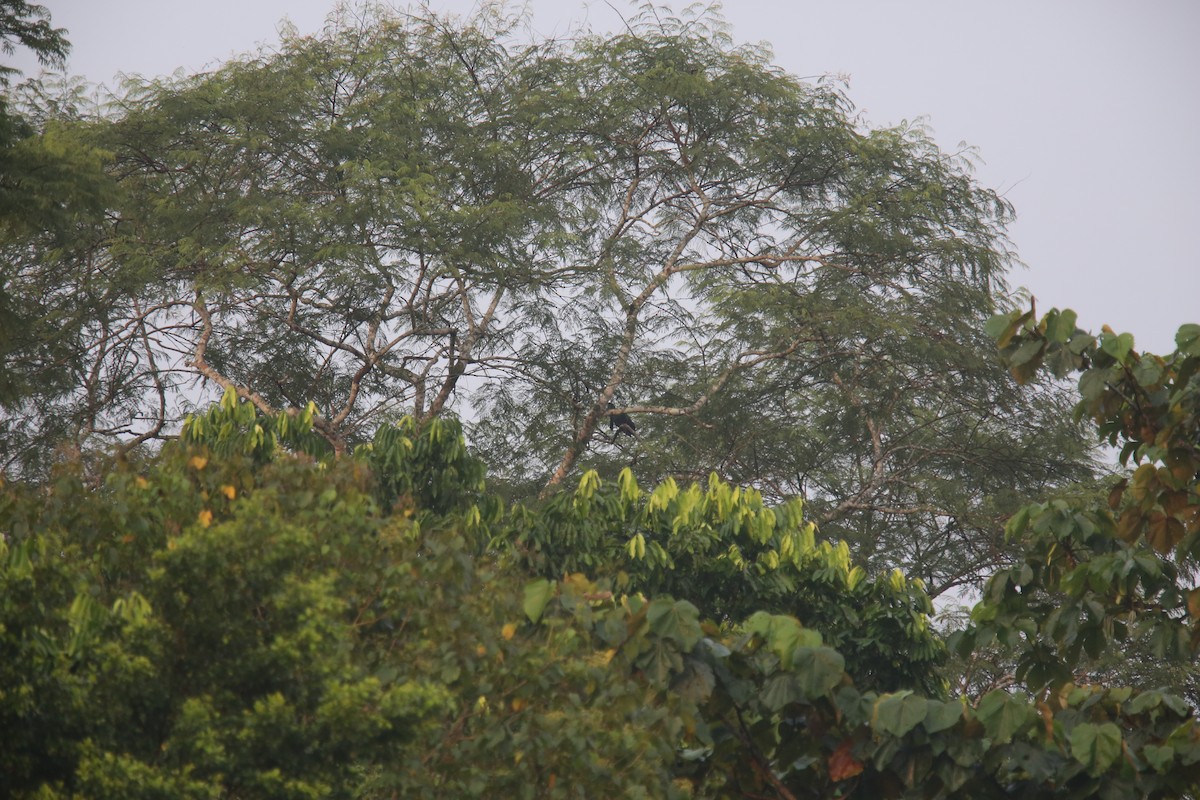 Amazonian Umbrellabird - Desmond Allen