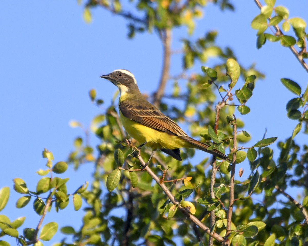 Social Flycatcher - Fernando Paludo