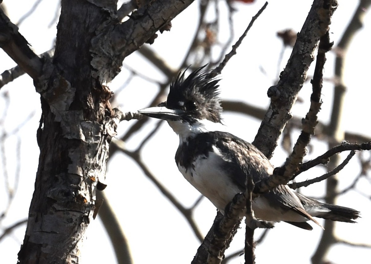 Belted Kingfisher - Gaylene Lazar