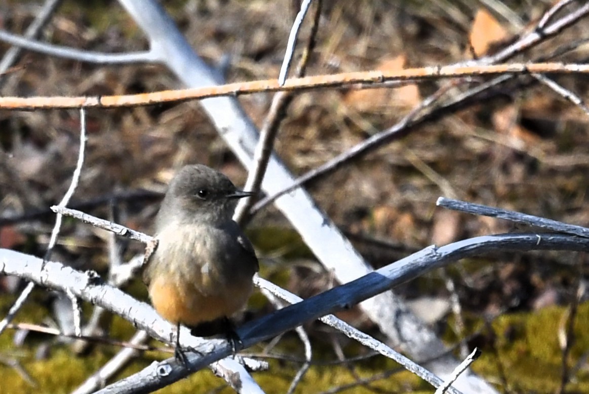 Say's Phoebe - Gaylene Lazar