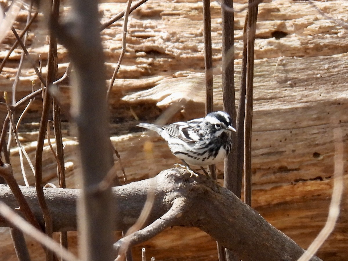 Black-and-white Warbler - ML618329968