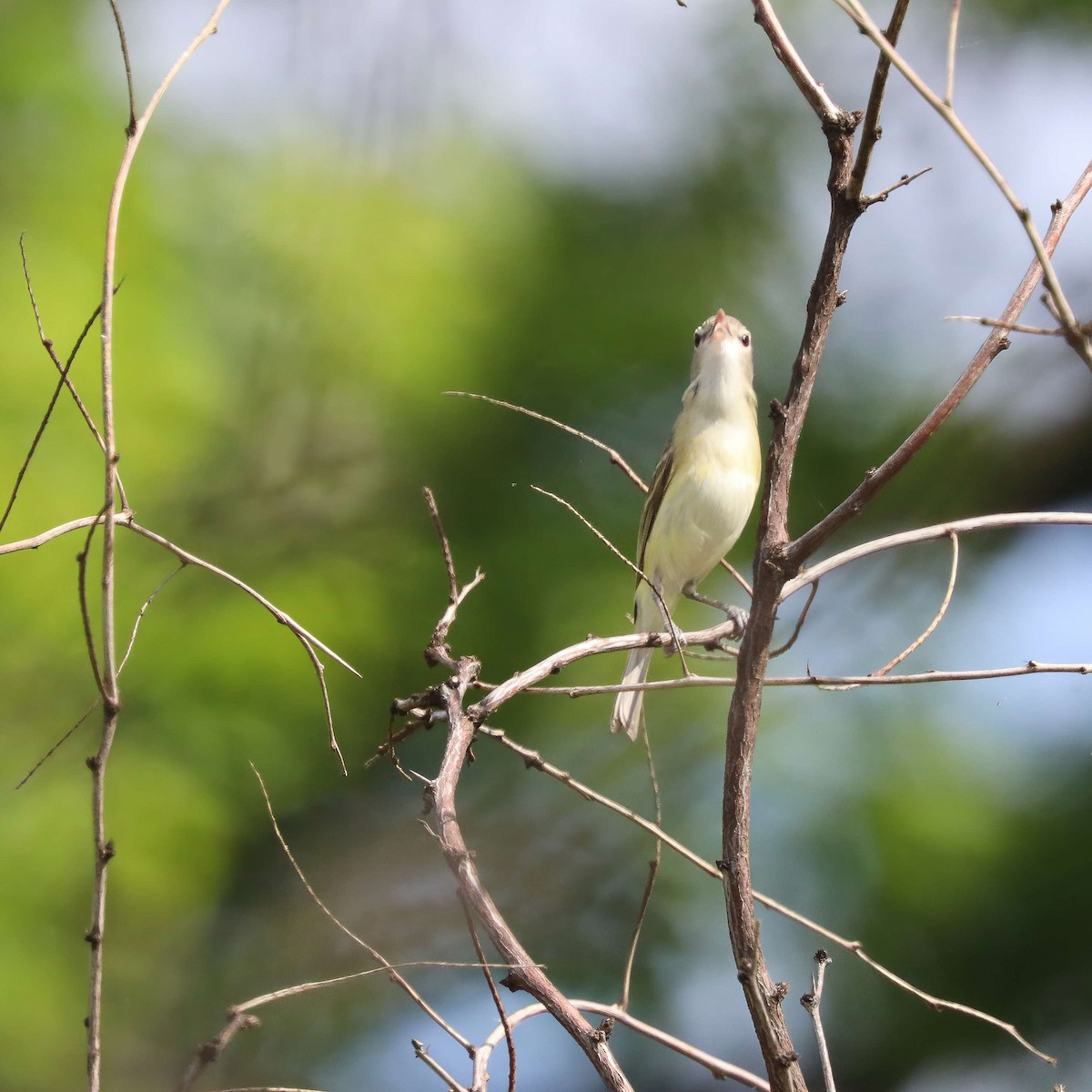 Bell's Vireo (Eastern) - Sylvie Nadeau Gneckow