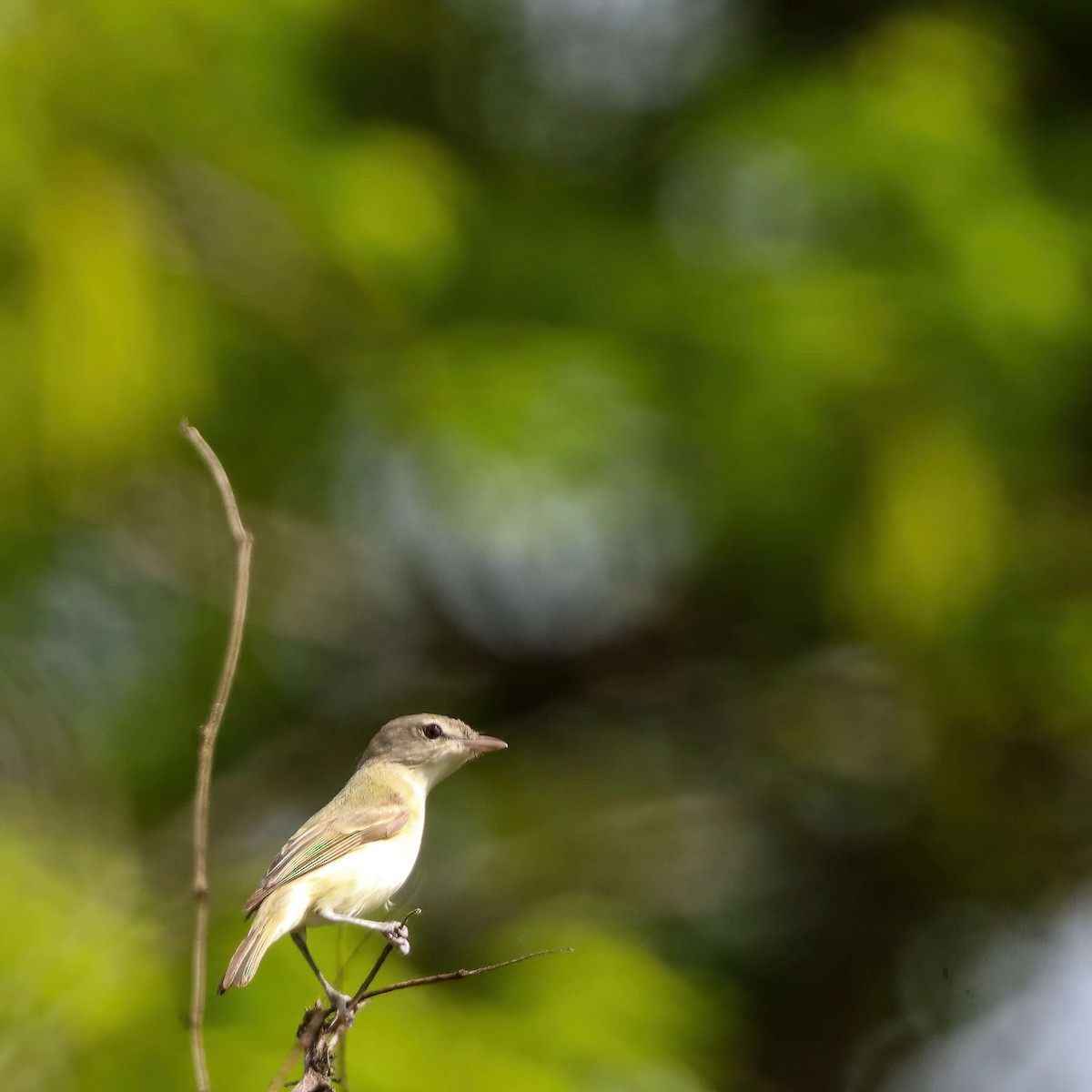 Vireo de Bell (bellii/medius) - ML618329998