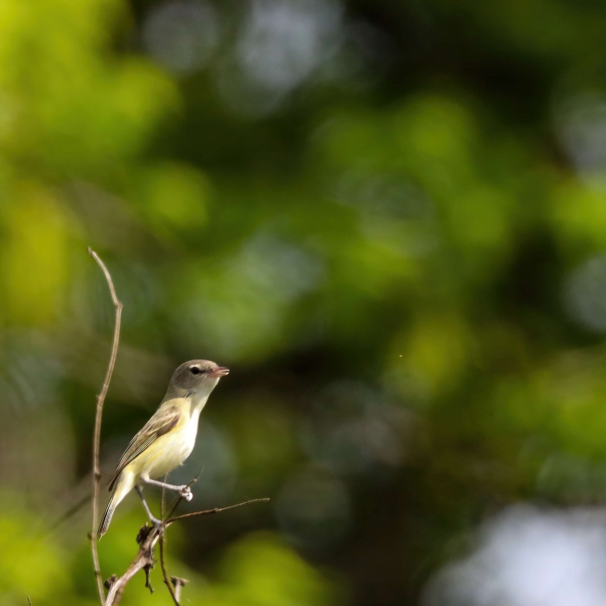 Braunaugenvireo (bellii/medius) - ML618330000