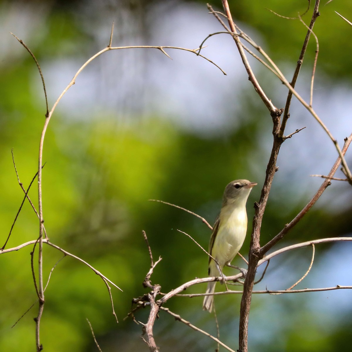 Vireo de Bell (bellii/medius) - ML618330002