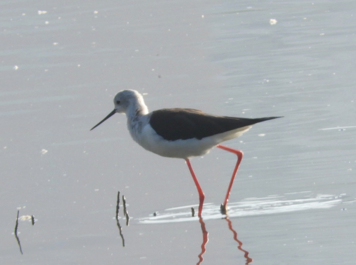 Black-winged Stilt - Manju Sinha