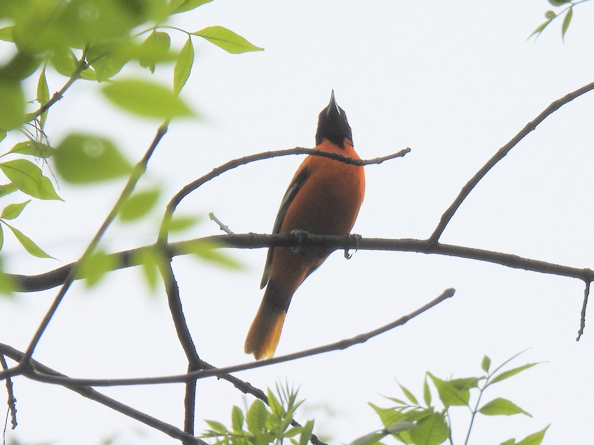 Baltimore Oriole - ML618330107