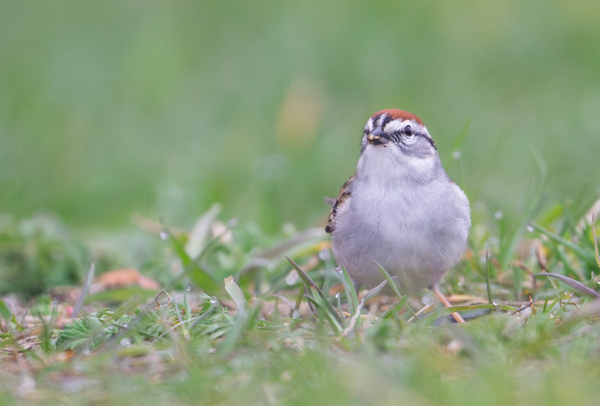 Chipping Sparrow - Rowan Gibson