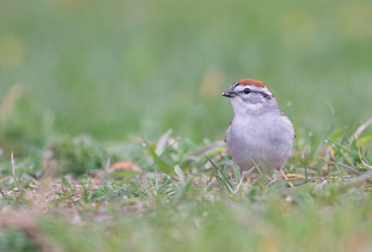 Chipping Sparrow - ML618330119