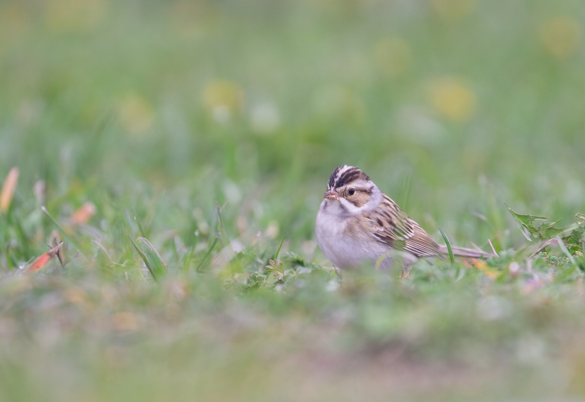 Clay-colored Sparrow - ML618330133