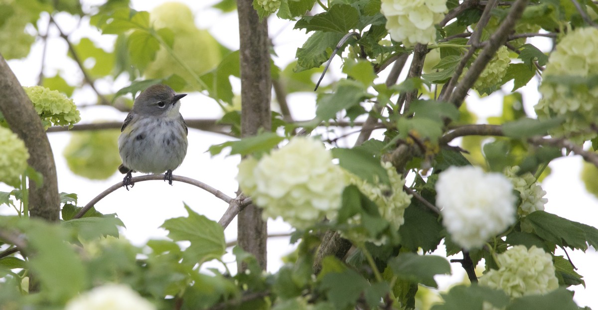 Yellow-rumped Warbler (Audubon's) - Brent Angelo