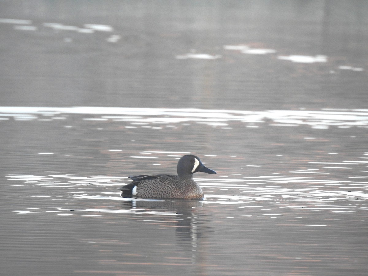 Blue-winged Teal - ML618330170