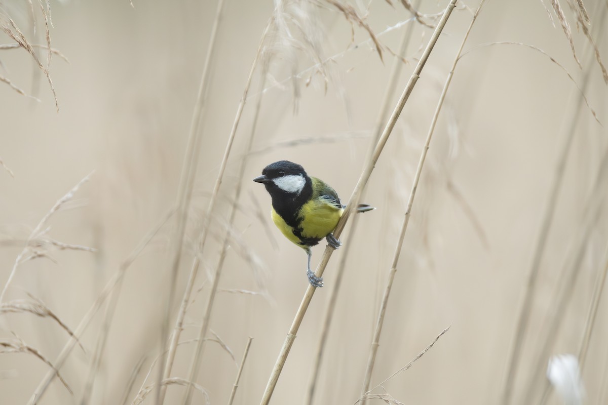 Great Tit - Joe Downing