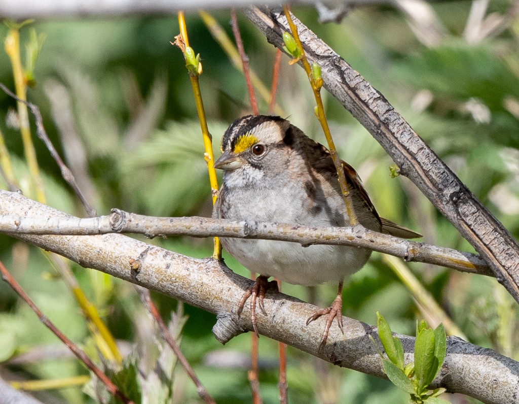 White-throated Sparrow - ML618330228