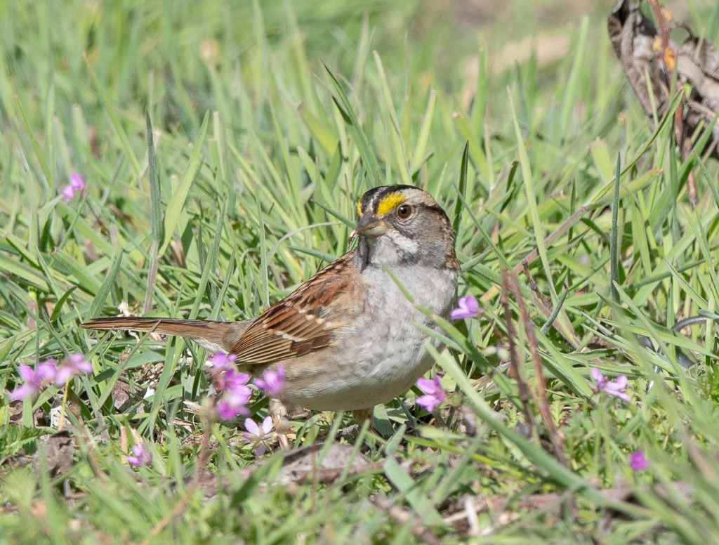 White-throated Sparrow - ML618330296