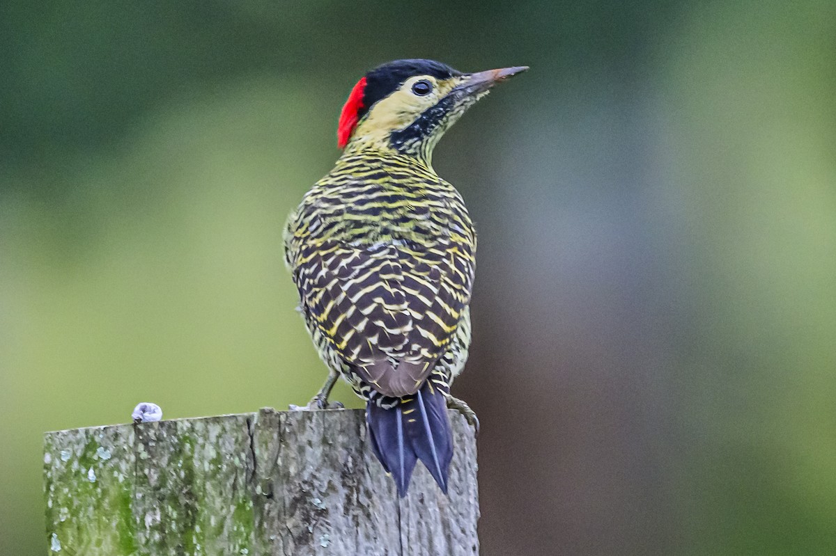 Green-barred Woodpecker - Amed Hernández