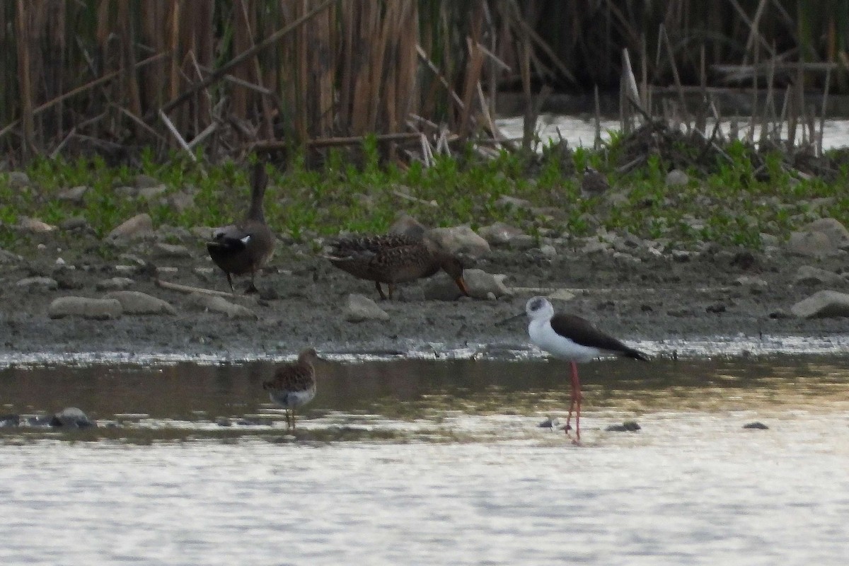 Black-winged Stilt - ML618330324