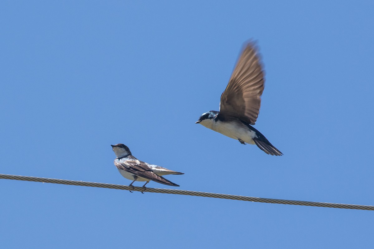 Tree Swallow - ML618330328