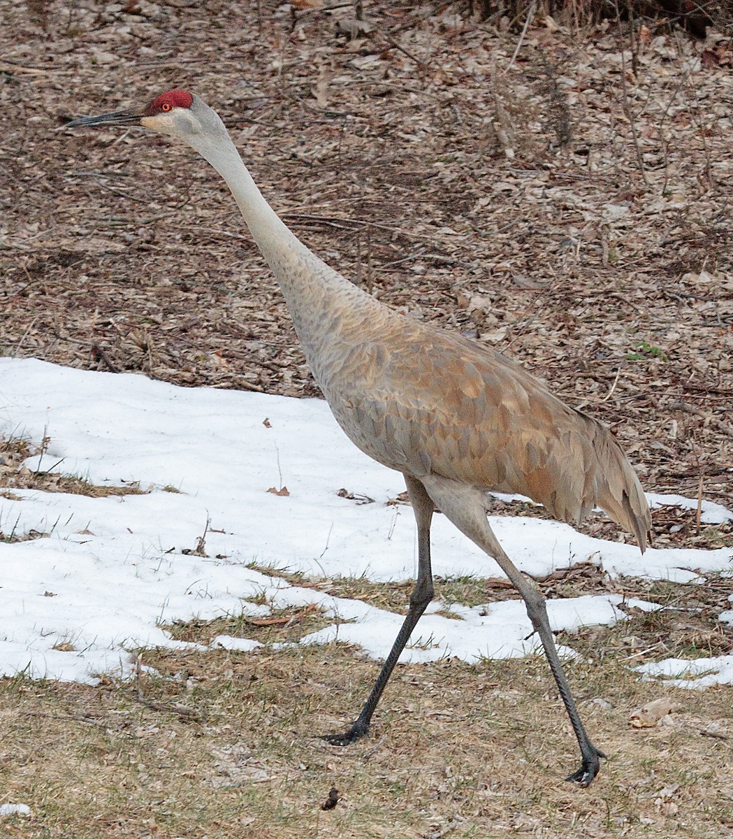 Sandhill Crane - Dan and Pam Guynn