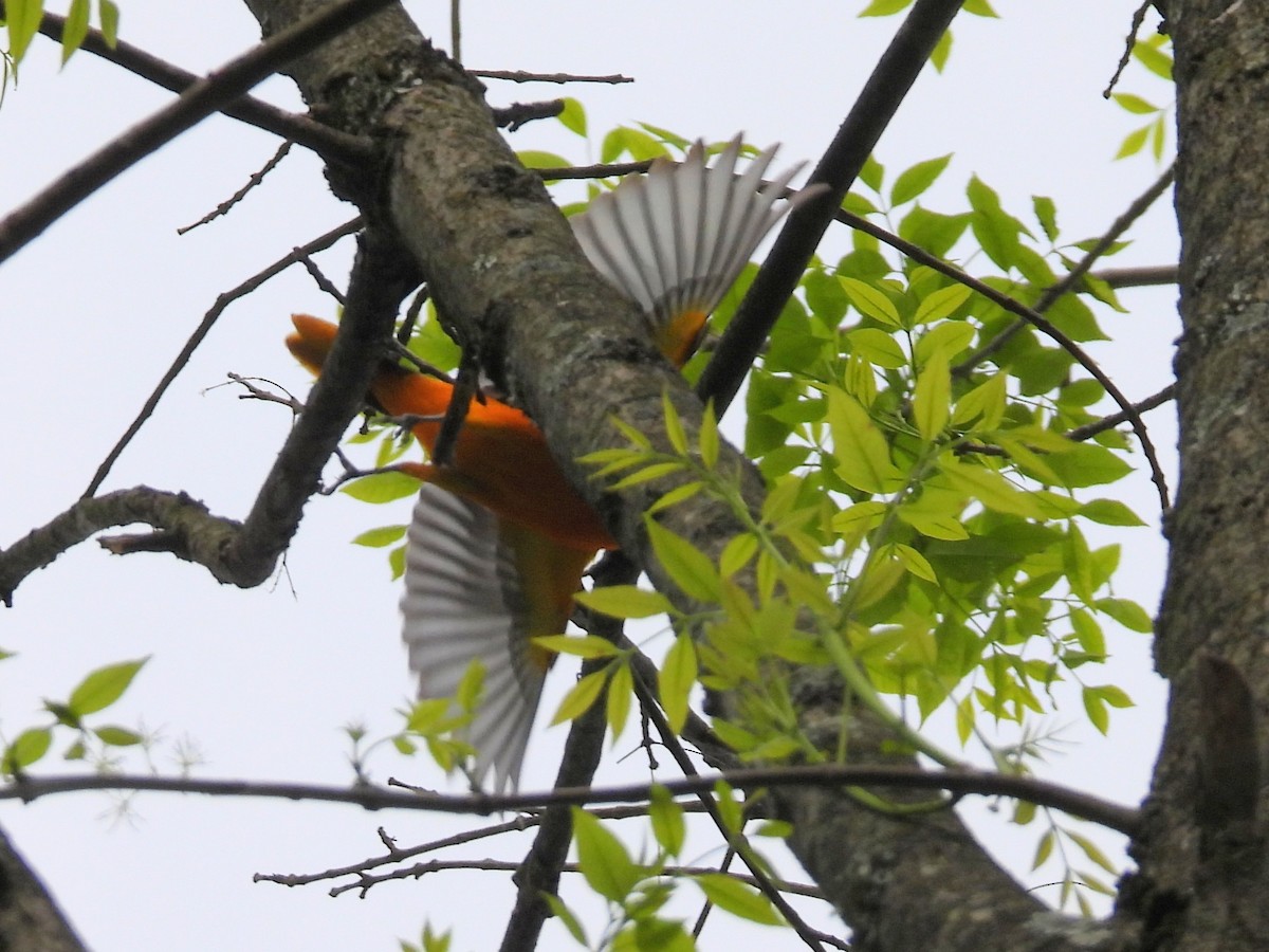 Baltimore Oriole - ML618330376